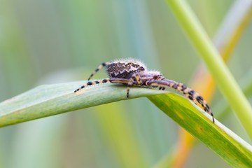 Wall Mural - Cross spider in big close up