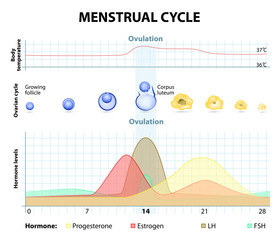 Menstrual cycle