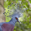 Victoria Crowned Pigeon (Goura victoria) close up