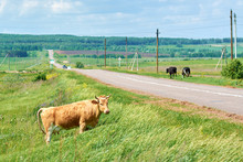 Cows Graze In The Meadow Along The Road