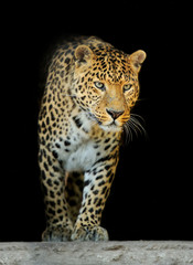 Wall Mural - leopard