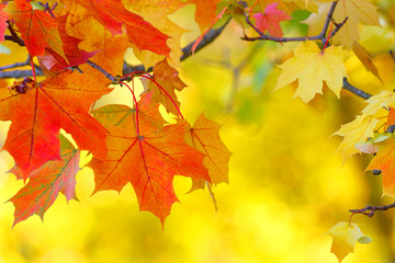 Wall Mural - Maple leaf close up background
