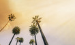 Los Angeles, West Coast Palm Tree Sunshine