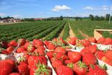 Deutsche Erdbeeren