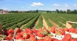 Deutsche Erdbeeren