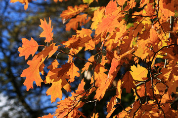 Poster - Oak Leaves in Autumn