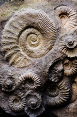 Canvas Print - fossil ammonites