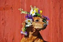Dog With A Traditional Floral Wreath To The Midsummer Festival In Sweden