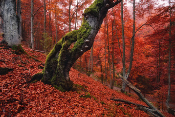old, moss-covered lonely tree standing on a slope, which is thickly strewn with red fallen leaves
