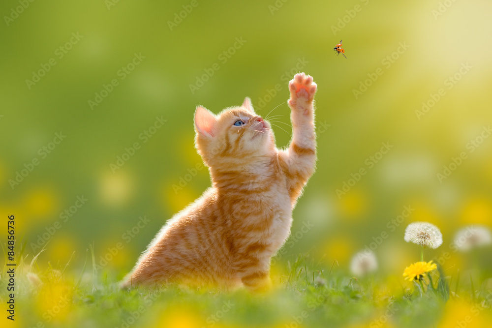 Junge Katze/Kätzchen jagd einen Marienkäfer - obrazy, fototapety, plakaty 