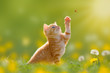 Junge Katze/Kätzchen jagd einen Marienkäfer