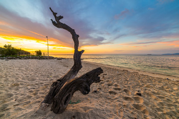 Wall Mural - Braided tree on beach at sunset