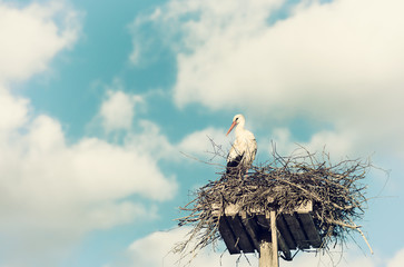 White Stork (Ciconia ciconia) standing on nest against beautiful sky with white clouds, vintage effects  