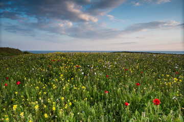 Wall Mural - Idyllic landscape of summer wild flowers meadow in West Pentire,