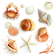 © Natis - Seashells, set vector icons