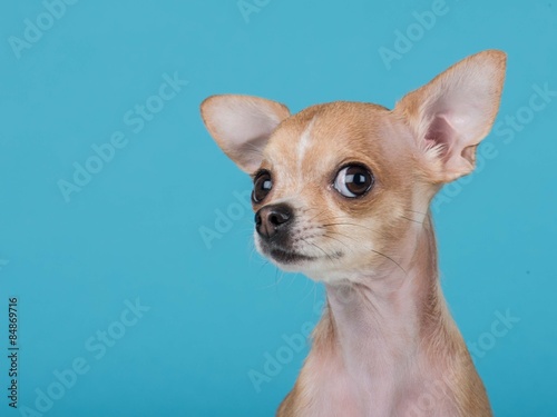 Fotomural Funny portrait of a cute chihuahua dog at a blue background
