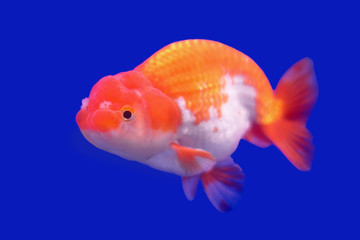 Canvas Print - beautiful ranchu or lion head goldfish