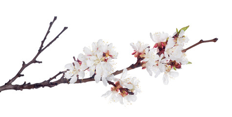 Sticker - white sakura blooms on dark brown branch