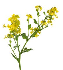 Canvas Print - yellow isolated wild mustard flowers