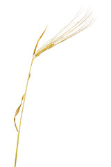 Sticker - dry single ear of barley on white