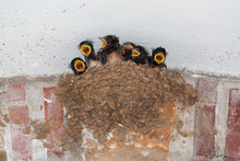 Barn Swallow Nest With Six Hungry Nestlings