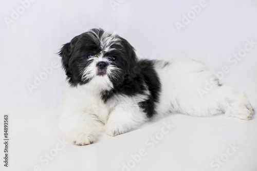 Funny Puppies Shih Tzu Black And White