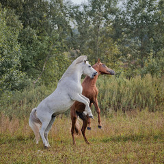 Two young horses playing in the summer field