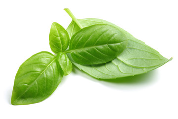 Wall Mural - Fresh basil