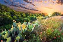 Cactus And Wildflowers At Sunset