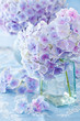 © ulchik74 - beautiful hydrangea flowers in a vase on a blue background .