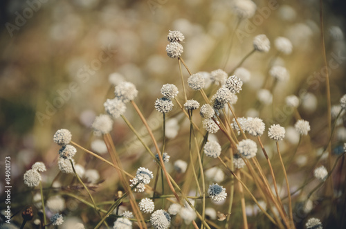 Tapeta ścienna na wymiar vintage,flowers,color,background,wall,green,nature,light