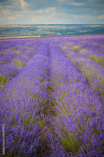 Tapeta ścienna na wymiar field of Lavender Flowers