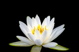 Fototapeta  - white lotus
