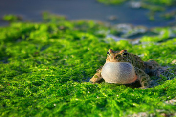 European green toad (Bufo viridis) singing