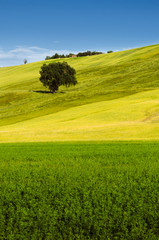 Albero solitario tra i campi