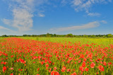 Fototapeta Maki - Poppies in summer countryside