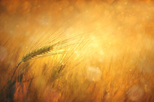Countryside Sunny Wheat Field Fantasy Background