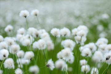 Wall Mural - Blooming cotton grass