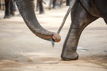 Close Up Elephant Trunk Holding The Tail Of Another Elephant.