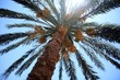 Palma daktylowa w Egipcie