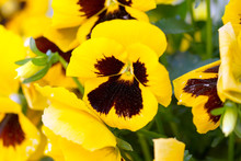 Pansies / Yellow Pansies In A Flowerbed