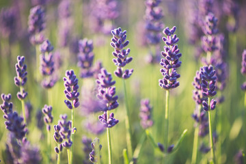 Sticker - lavender