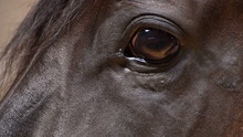 Brown Horse Eye Looking At Camera. Close Up. Profile. 