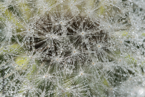 Naklejka na szybę dandelion with dew drops close up