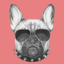Hand Drawn Portrait Of French Bulldog With Collar And Sunglasses . Vector Isolated Elements.