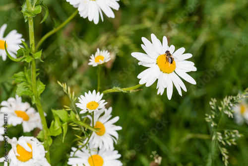 Plakat Pszczoła ssące nektar z kwitnących stokrotka oxeye