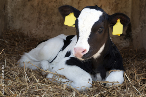 Cuadros en Lienzo young black and white calf lies in straw and looks alert
