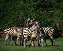 Flock Of Wild Zebra In Green Grass Field