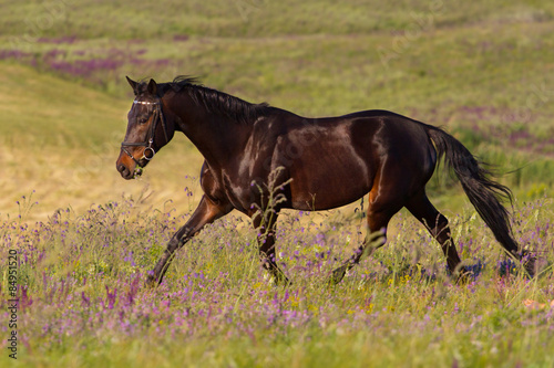 Plakat na zamówienie Bay beautiful horse trotting on flower field