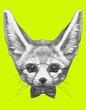 Original drawing of Fennec Fox with glasses and bow tie. Isolated on colored background
